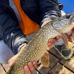 Aranyhal Vendégház-Ráckeve-66909