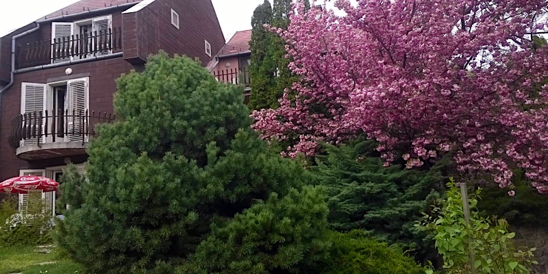 Cola Panzió-Szentendre-42584