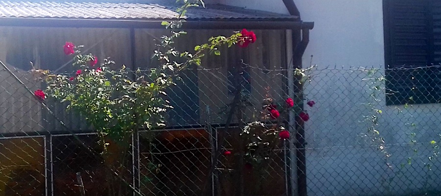 Csokonai Apartman-Balatonfenyves-30625