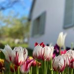 Diótörő Vendégház-Balatonszabadi-61157