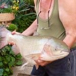 Halparadicsom-Szentes-67084