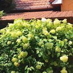 Hortenzia Apartmanház-Balatonkenese-34062