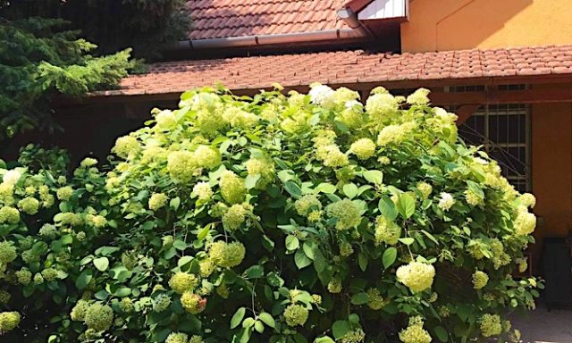 Hortenzia Apartmanház-Balatonkenese-34062