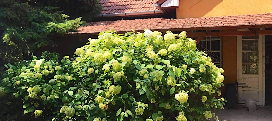 Hortenzia Apartmanház-Balatonkenese-34062