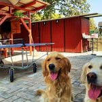 Hűvös Nyaralóház-Orosháza-27528