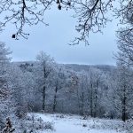 Kankalin Lak-Mátraszentimre-66934
