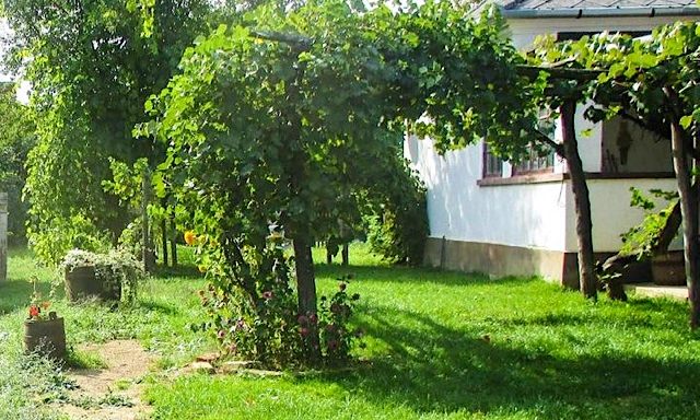Kéknefelejcs Vendégház-Szatta-28126