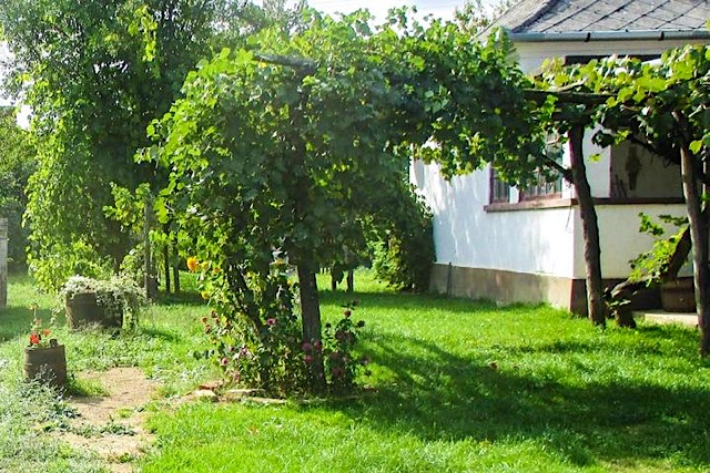 Kéknefelejcs Vendégház-Szatta-28126