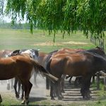 Kunsági Major Hotel-Kerekegyháza-38510