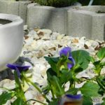 Lackó Kuckó-Balatonlelle-31149