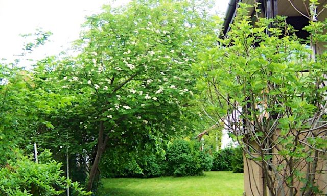 Laura Apartman-Badacsony-30221