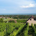 Lekics Pince és Vendégház-Balatongyörök-30963