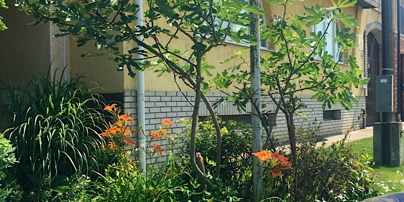 Rózsakert Panzió-Nyíregyháza-42678