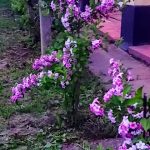 Szelíd Tisza Vendégház-Tiszafüred-36111