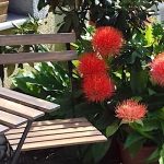 Szentesi Panzió-Fertőrákos-42816