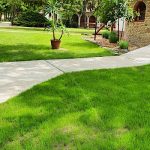 Tamás Tanya-Csemő-42677