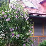 Tiszai Vándor Apartmanház-Kisköre-36028