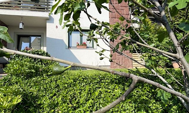 Villa ZöldFüge-Balatonfűzfő-62351