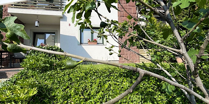 Villa ZöldFüge-Balatonfűzfő-62351